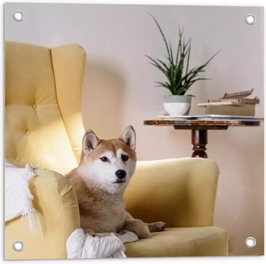 KuijsFotoprint Tuinposter – Shiba inu Hond op Gele Stoel 50x50cm Foto op Tuinposter (wanddecoratie voor buiten en binnen)
