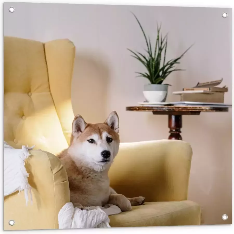 KuijsFotoprint Tuinposter – Shiba inu Hond op Gele Stoel 80x80cm Foto op Tuinposter (wanddecoratie voor buiten en binnen)
