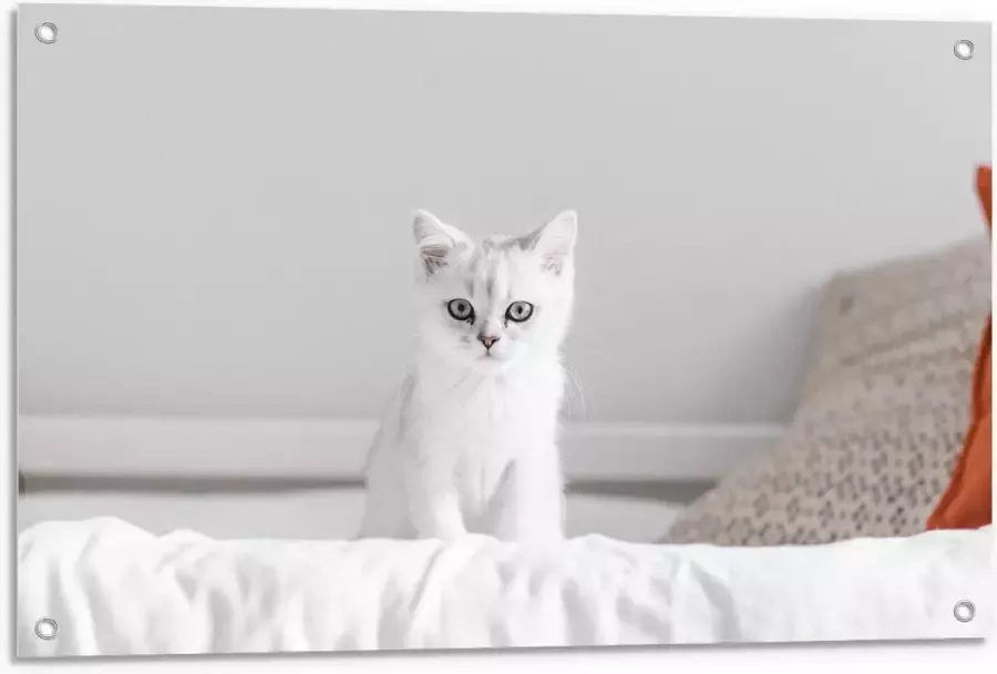 KuijsFotoprint Tuinposter – Witte Kat op Bed 90x60cm Foto op Tuinposter (wanddecoratie voor buiten en binnen)