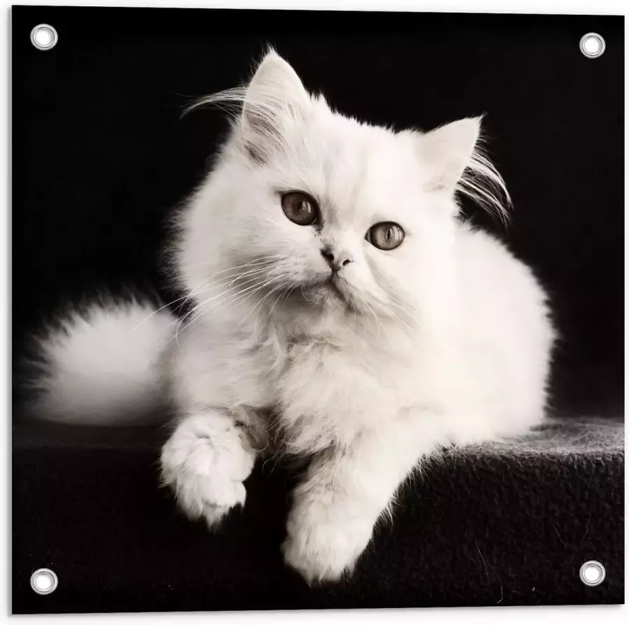 KuijsFotoprint Tuinposter – Witte Pluizige Kat op Zwarte Bank 50x50cm Foto op Tuinposter (wanddecoratie voor buiten en binnen)