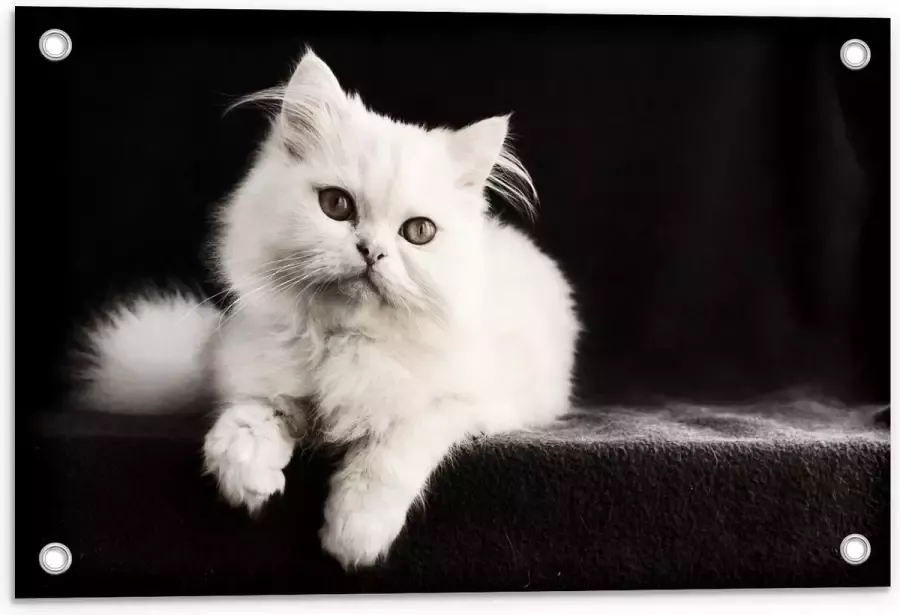 KuijsFotoprint Tuinposter – Witte Pluizige Kat op Zwarte Bank 60x40cm Foto op Tuinposter (wanddecoratie voor buiten en binnen)