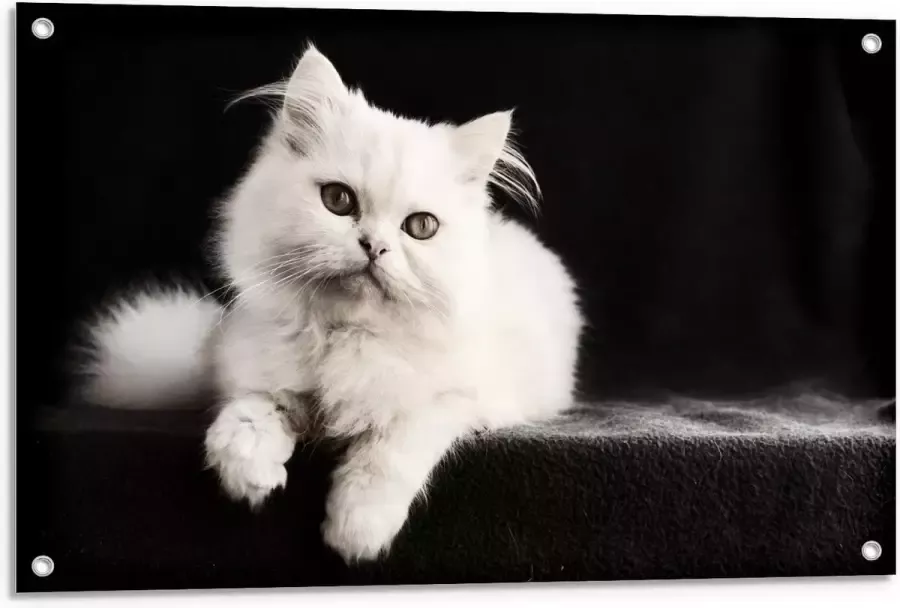 KuijsFotoprint Tuinposter – Witte Pluizige Kat op Zwarte Bank 90x60cm Foto op Tuinposter (wanddecoratie voor buiten en binnen)