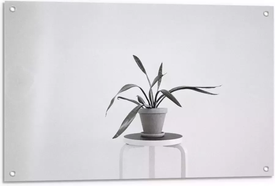 KuijsFotoprint Tuinposter – Zwart-Witte foto van Plant op Kruk 90x60cm Foto op Tuinposter (wanddecoratie voor buiten en binnen)