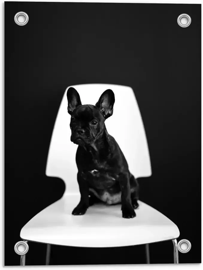 KuijsFotoprint Tuinposter – Zwarte Hond op Witte Stoel 30x40cm Foto op Tuinposter (wanddecoratie voor buiten en binnen)