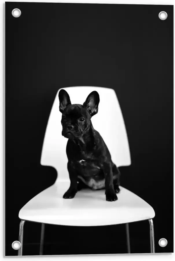 KuijsFotoprint Tuinposter – Zwarte Hond op Witte Stoel 40x60cm Foto op Tuinposter (wanddecoratie voor buiten en binnen)