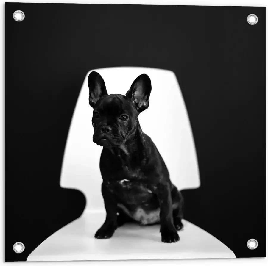 KuijsFotoprint Tuinposter – Zwarte Hond op Witte Stoel 50x50cm Foto op Tuinposter (wanddecoratie voor buiten en binnen)