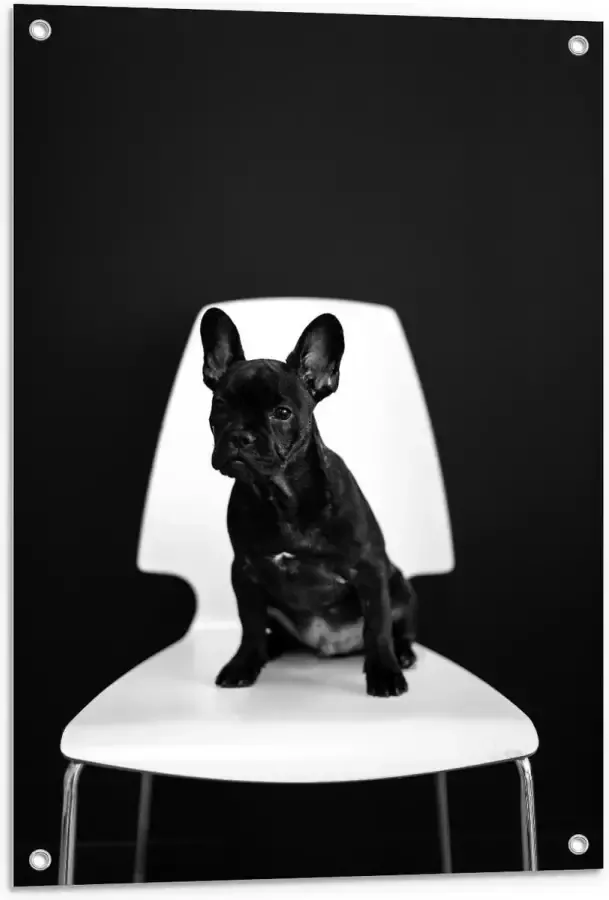 KuijsFotoprint Tuinposter – Zwarte Hond op Witte Stoel 60x90cm Foto op Tuinposter (wanddecoratie voor buiten en binnen)