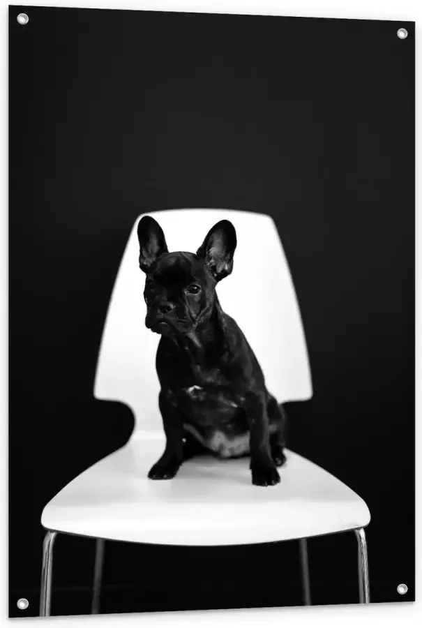 KuijsFotoprint Tuinposter – Zwarte Hond op Witte Stoel 80x120cm Foto op Tuinposter (wanddecoratie voor buiten en binnen)
