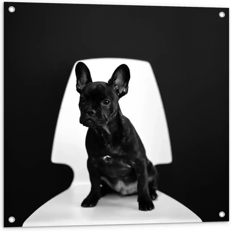 KuijsFotoprint Tuinposter – Zwarte Hond op Witte Stoel 80x80cm Foto op Tuinposter (wanddecoratie voor buiten en binnen)