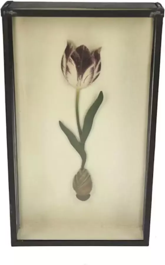 Meander elegant home accesoires Tulp paars wit in kastje glazen vitrinekast staand of hangend display