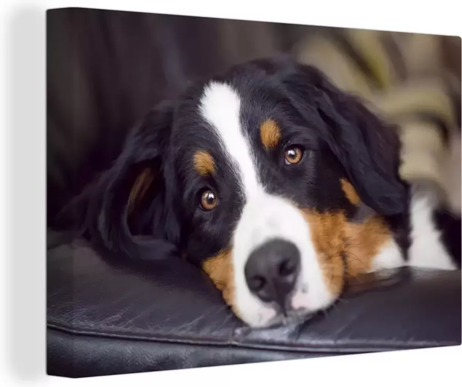 MuchoWow Canvas Schilderij Een Berner Sennenhond liggend op de bank 140x90 cm Wanddecoratie