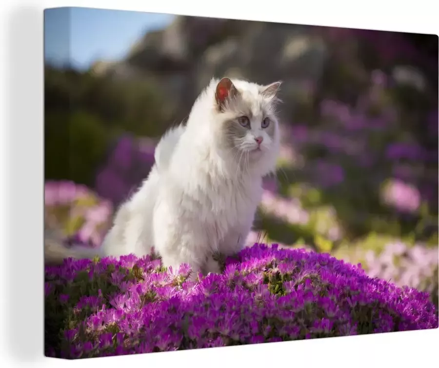 MuchoWow Canvas Schilderij Een witte ragdoll kat zit in een bed van roze bloemen 120x80 cm Wanddecoratie