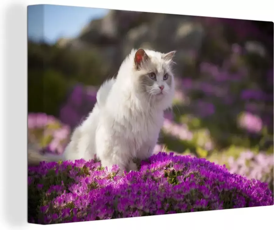 MuchoWow Canvas Schilderij Een witte ragdoll kat zit in een bed van roze bloemen 140x90 cm Wanddecoratie