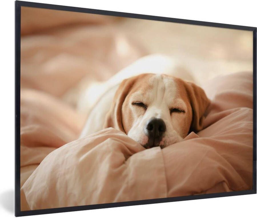 MuchoWow Fotolijst incl. Poster Een schattige Beagle ligt te slapen op een bed 60x40 cm Posterlijst