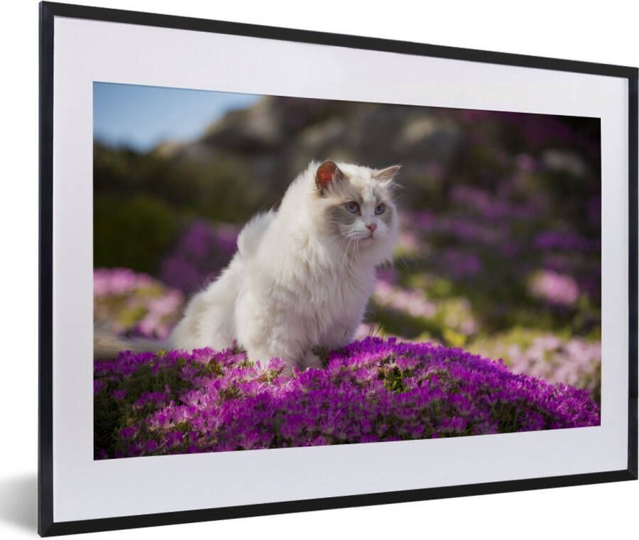 MuchoWow Fotolijst incl. Poster Een witte ragdoll kat zit in een bed van roze bloemen 60x40 cm Posterlijst