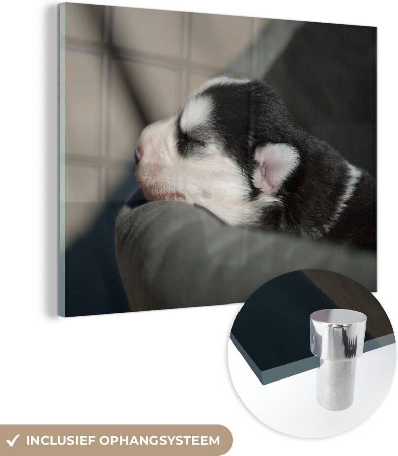 MuchoWow Glasschilderij 120x90 cm Schilderij acrylglas Slapende hond op de bank Foto op glas Schilderijen