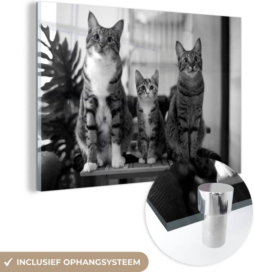 MuchoWow Glasschilderij 150x100 cm Schilderij acrylglas Drie katten op kleine tafel zwart wit Foto op glas Schilderijen