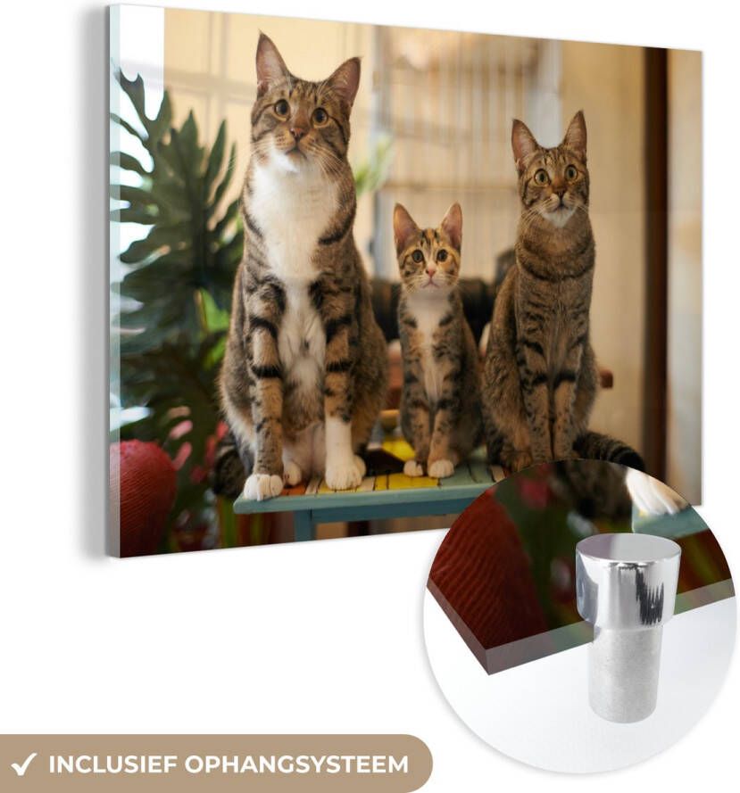 MuchoWow Glasschilderij 150x100 cm Schilderij glas Drie katten op kleine tafel Foto op acrylglas Schilderijen