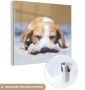 MuchoWow Glasschilderij 20x20 cm Schilderij acrylglas Slapende beagle puppy op een bed Foto op glas Schilderijen - Thumbnail 1