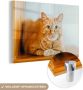 MuchoWow Glasschilderij 30x20 cm Schilderij acrylglas Kat Hout Kast Foto op glas Schilderijen - Thumbnail 1