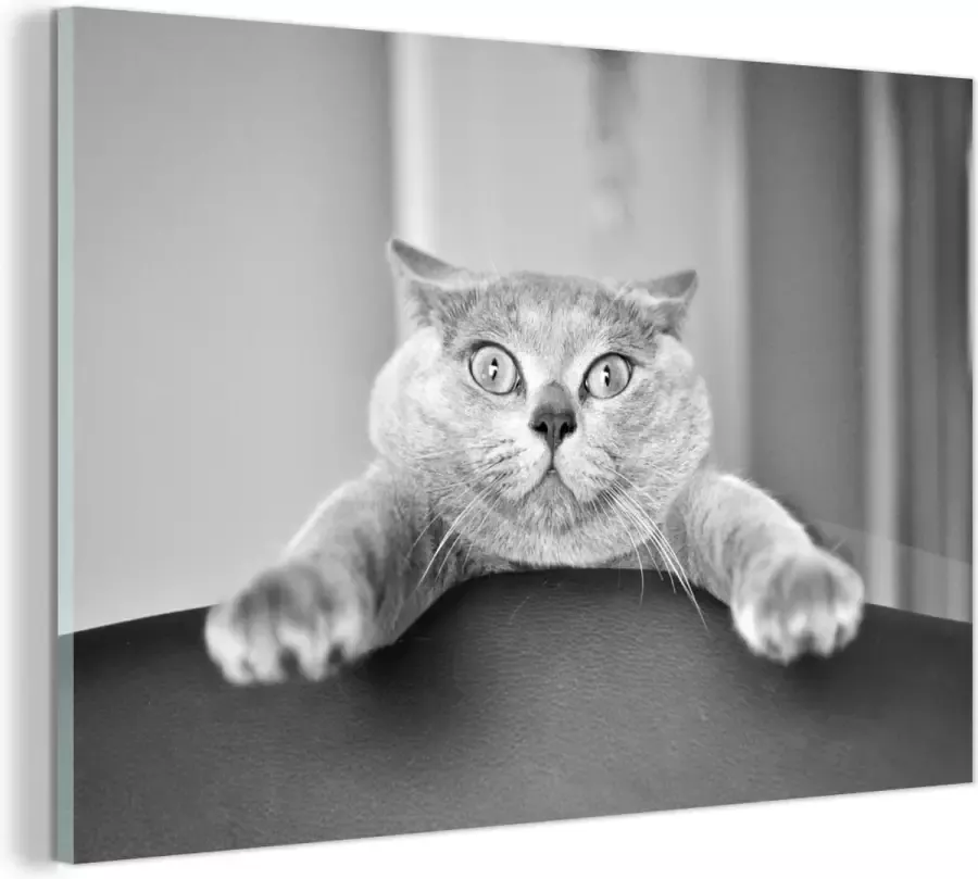 MuchoWow Glasschilderij Angstige kat hangend aan stoel zwart wit 120x80 cm Acrylglas Schilderijen Foto op Glas