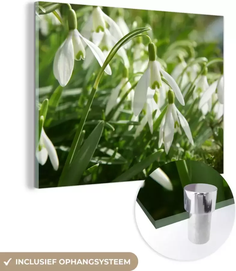 MuchoWow Glasschilderij 40x30 cm Schilderij glas Bank van witte sneeuwklokjes Foto op acrylglas Schilderijen