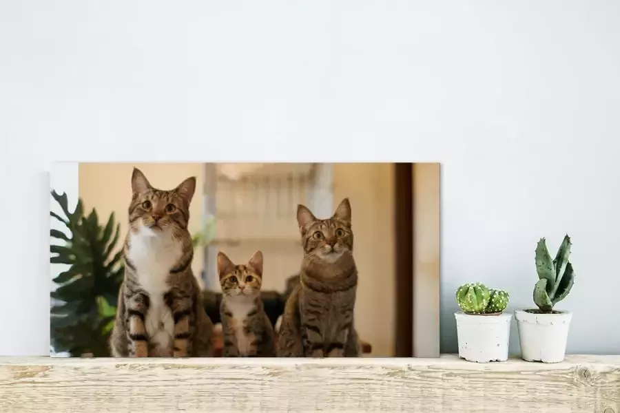 Glasschilderij 40x20 cm Schilderij acrylglas Drie katten op kleine tafel Foto op glas Muurdecoratie woonkamer Wanddecoratie slaapkamer Schilderijen