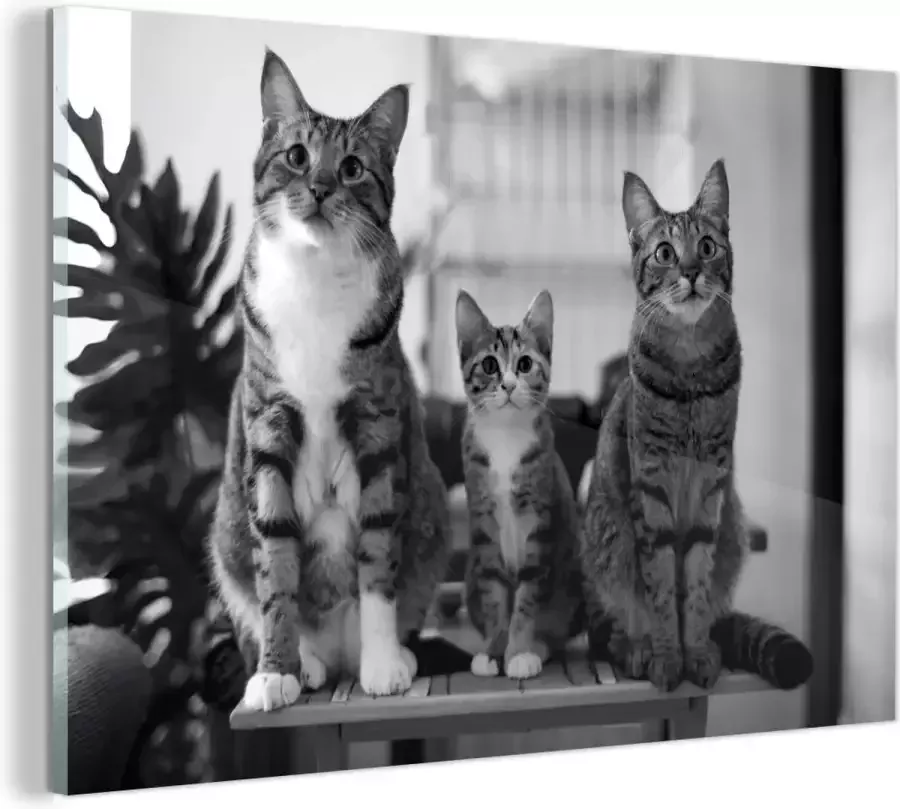 MuchoWow Glasschilderij 30x20 cm Schilderij glas Drie katten op kleine tafel zwart wit Foto op acrylglas Schilderijen - Foto 2