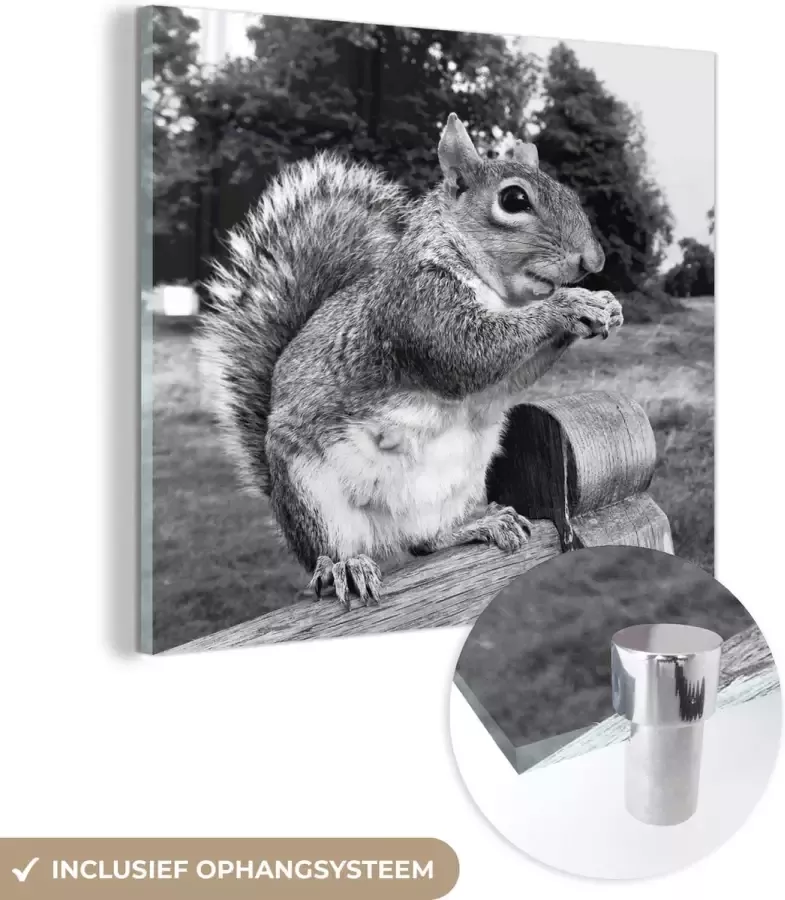 MuchoWow Glasschilderij 20x20 cm Schilderij acrylglas Eekhoorn op houten bank in zwart-wit Foto op glas Schilderijen - Foto 2