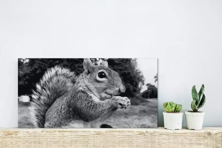MuchoWow Glasschilderij Eekhoorn op houten bank in zwart-wit 40x20 cm Acrylglas Schilderijen Foto op Glas