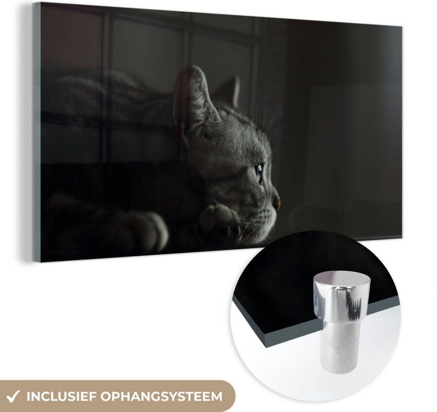 MuchoWow Glasschilderij 40x20 cm Schilderij glas Een Amerikaanse Korthaar ligt op de tafel Foto op acrylglas Schilderijen