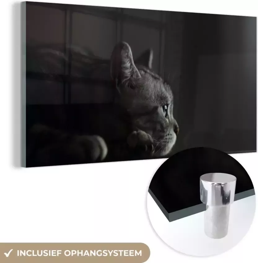 MuchoWow Glasschilderij 80x40 cm Schilderij acrylglas Een Amerikaanse Korthaar ligt op de tafel Foto op glas Schilderijen - Foto 2