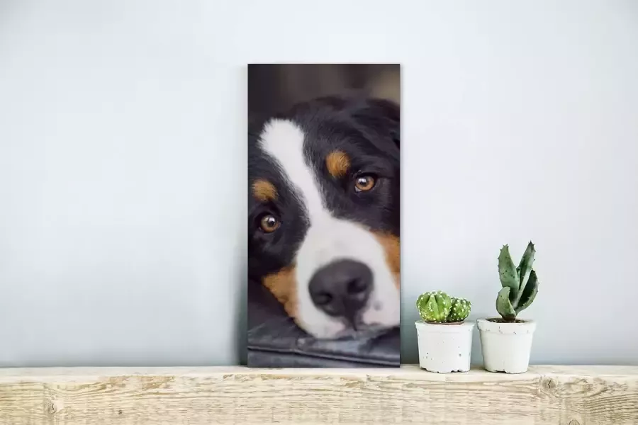 MuchoWow Glasschilderij Een Berner Sennenhond liggend op de bank 20x40 cm Acrylglas Schilderijen Foto op Glas