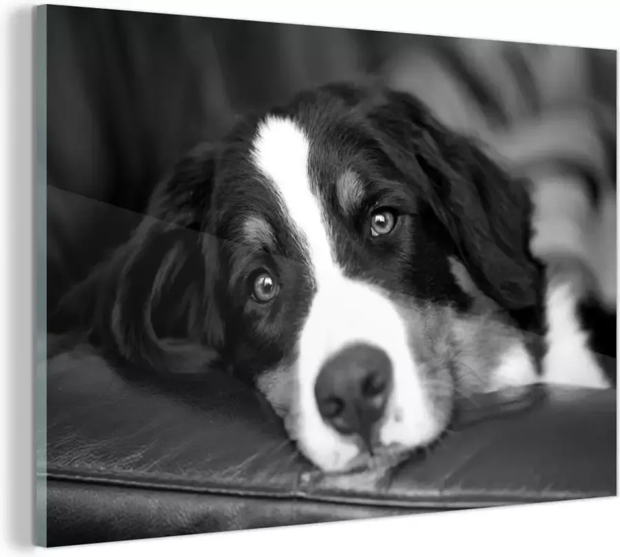 MuchoWow Glasschilderij Een Berner Sennenhond liggend op de bank zwart wit 30x20 cm Acrylglas Schilderijen Foto op Glas