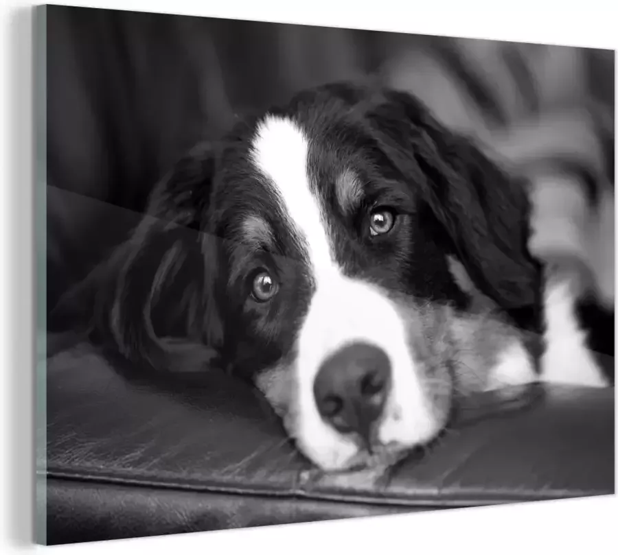 MuchoWow Glasschilderij Een Berner Sennenhond liggend op de bank zwart wit 90x60 cm Acrylglas Schilderijen Foto op Glas
