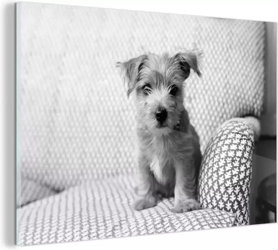 MuchoWow Glasschilderij Een puppy zit op de bank zwart wit 150x100 cm Acrylglas Schilderijen Foto op Glas