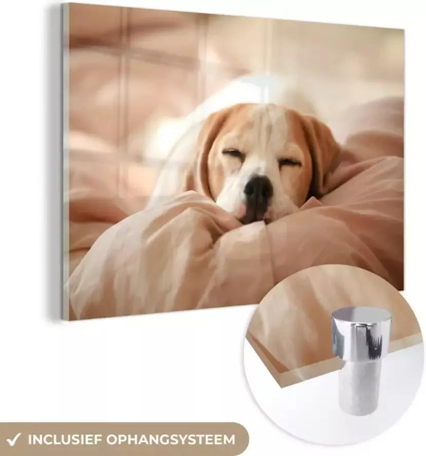 MuchoWow Glasschilderij Een schattige Beagle ligt te slapen op een bed 120x80 cm Acrylglas Schilderijen Foto op Glas
