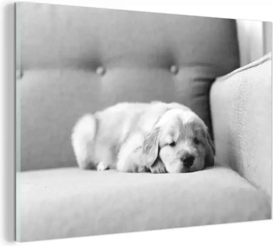 MuchoWow Glasschilderij Een slapende Golden Retriever puppy op de bank zwart wit 120x80 cm Acrylglas Schilderijen Foto op Glas