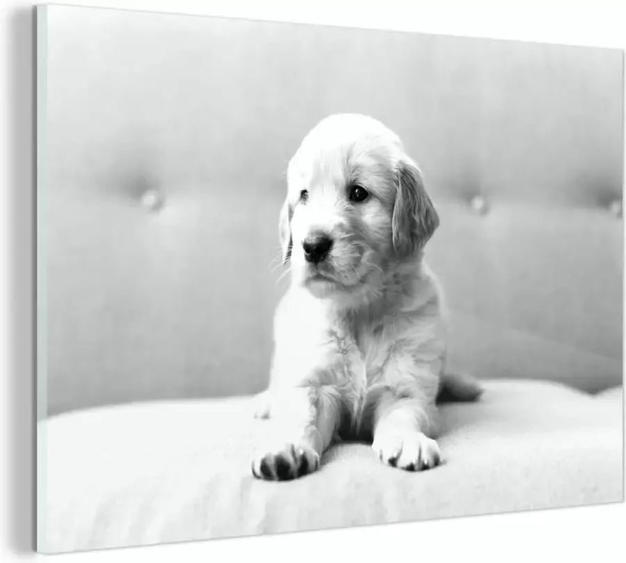 MuchoWow Glasschilderij Golden Retriever puppy liggend op de bank zwart wit 120x80 cm Acrylglas Schilderijen Foto op Glas