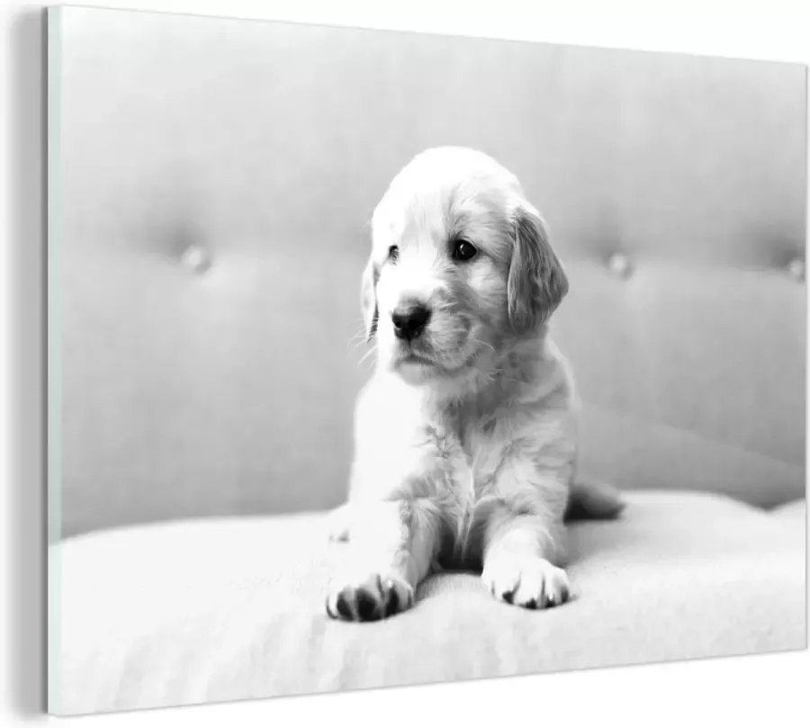 MuchoWow Glasschilderij Golden Retriever puppy liggend op de bank zwart wit 150x100 cm Acrylglas Schilderijen Foto op Glas