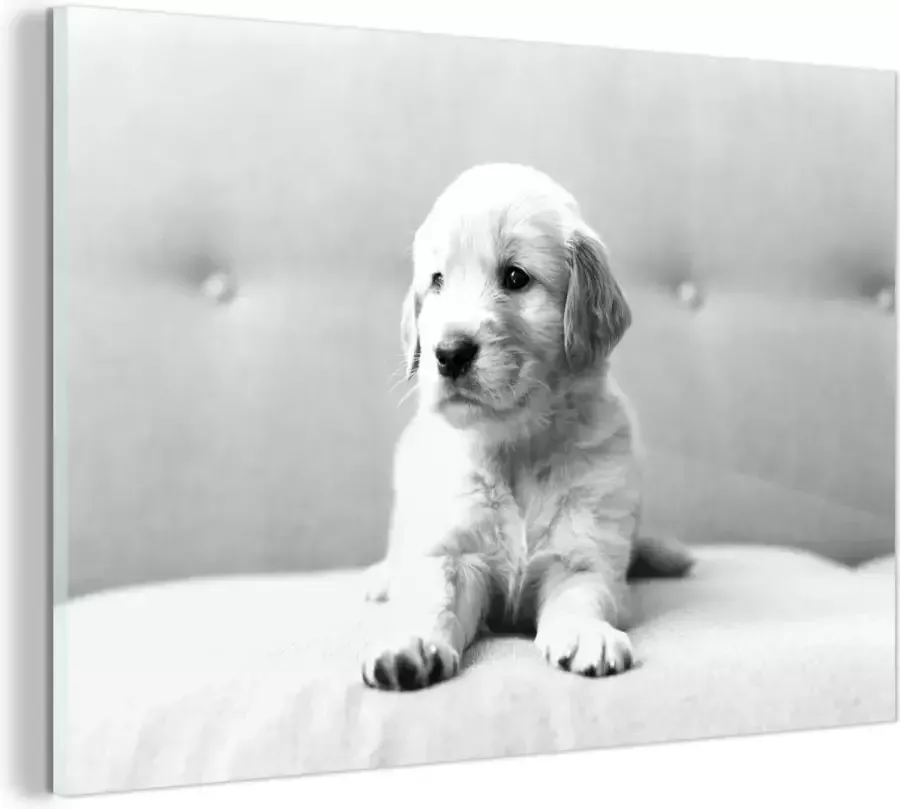 MuchoWow Glasschilderij Golden Retriever puppy liggend op de bank zwart wit 60x40 cm Acrylglas Schilderijen Foto op Glas