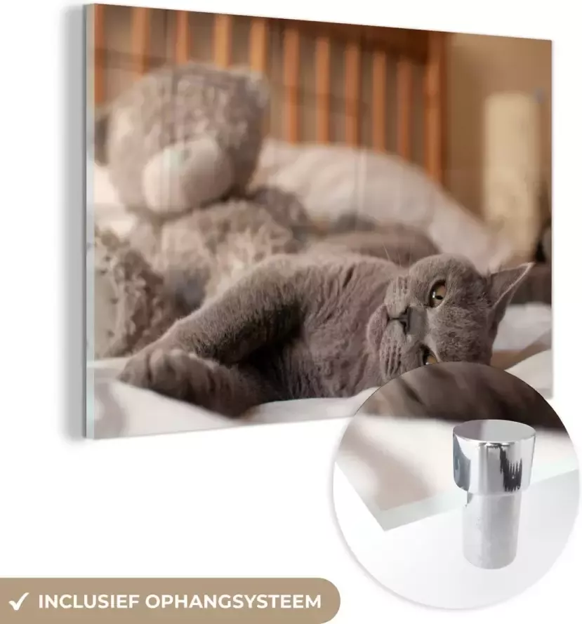 MuchoWow Glasschilderij 150x100 cm Schilderij acrylglas Grijze Amerikaanse Korthaar die op bed ligt Foto op glas Schilderijen