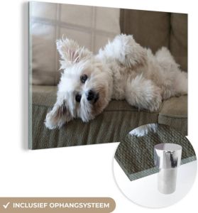MuchoWow Glasschilderij Hond die ligt op de bank 30x20 cm Acrylglas Schilderijen Foto op Glas
