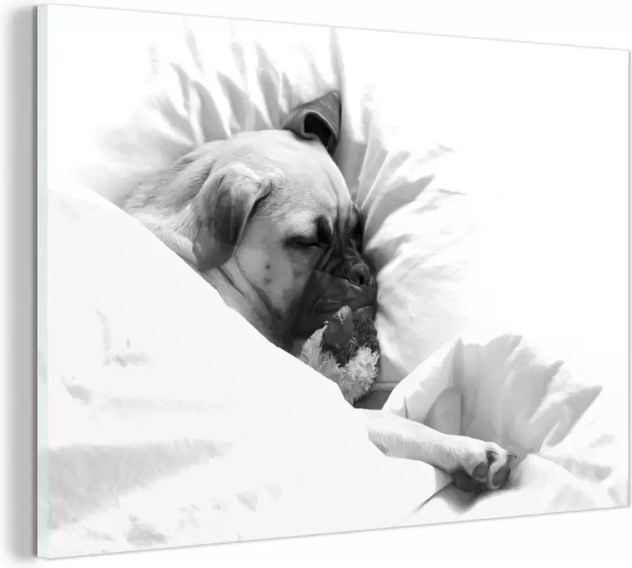 MuchoWow Glasschilderij Hond slaapt in bed met een knuffel zwart wit 120x80 cm Acrylglas Schilderijen Foto op Glas