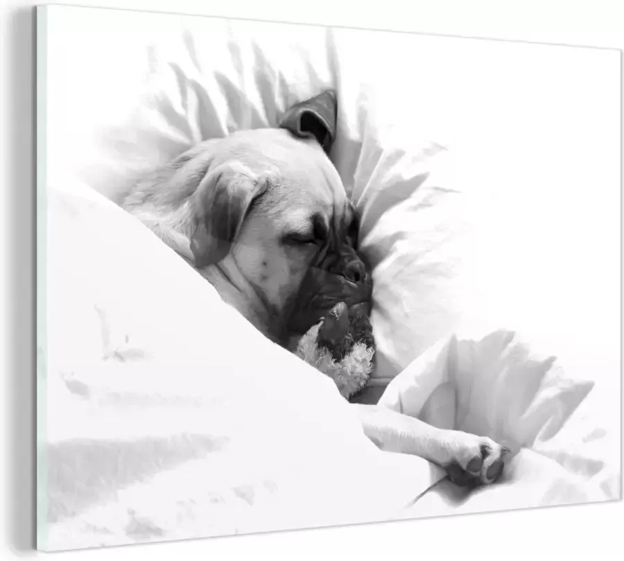 MuchoWow Glasschilderij Hond slaapt in bed met een knuffel zwart wit 30x20 cm Acrylglas Schilderijen Foto op Glas