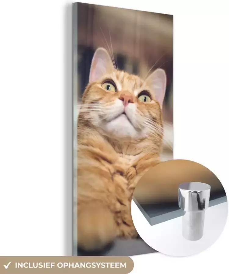 MuchoWow Glasschilderij 80x160 cm Schilderij acrylglas Kat Bank Oranje Foto op glas Schilderijen - Foto 2