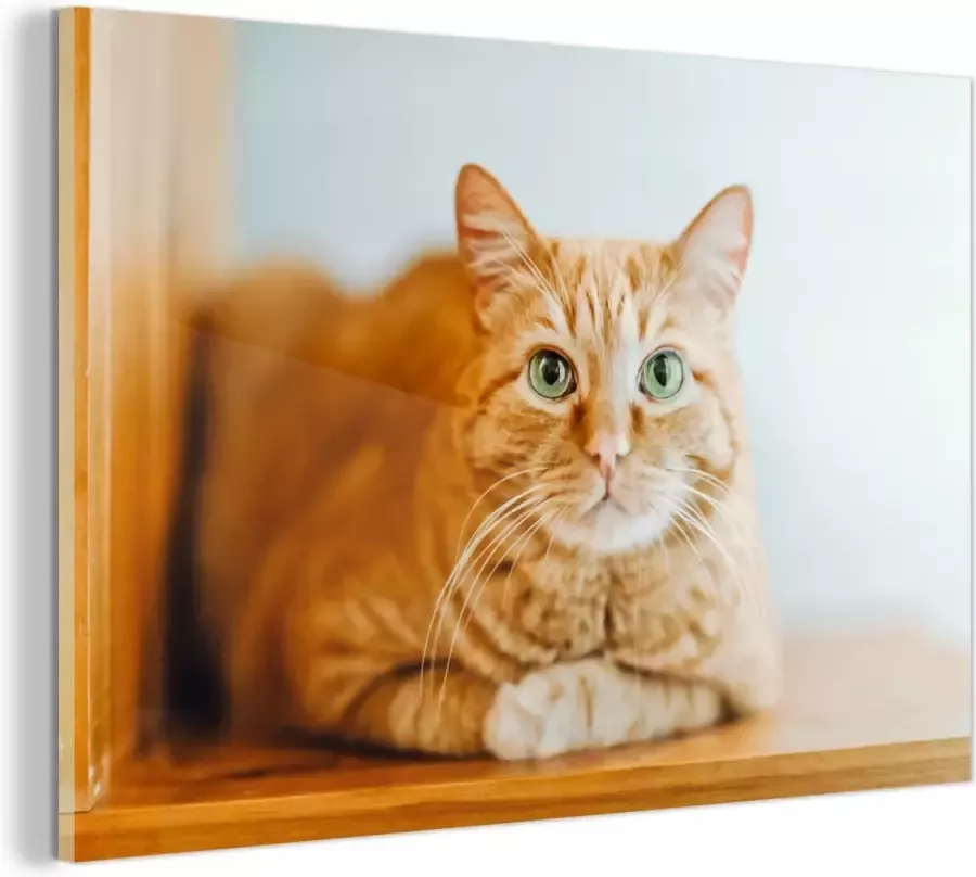 MuchoWow Glasschilderij Kat Hout Kast 30x20 cm Acrylglas Schilderijen Foto op Glas