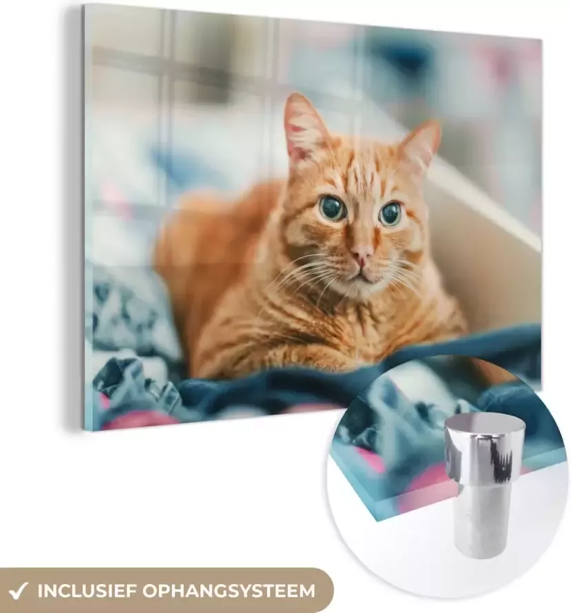 MuchoWow Glasschilderij 60x40 cm Schilderij acrylglas Kat Kleding Kast Foto op glas Schilderijen