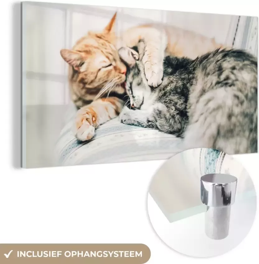 MuchoWow Glasschilderij 120x60 cm Schilderij glas Katten Bank Woonkamer Foto op acrylglas Schilderijen - Foto 2