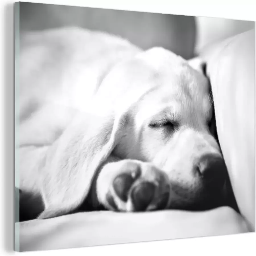 MuchoWow Glasschilderij Labrador slaapt op de bank zwart wit 120x90 cm Acrylglas Schilderijen Foto op Glas